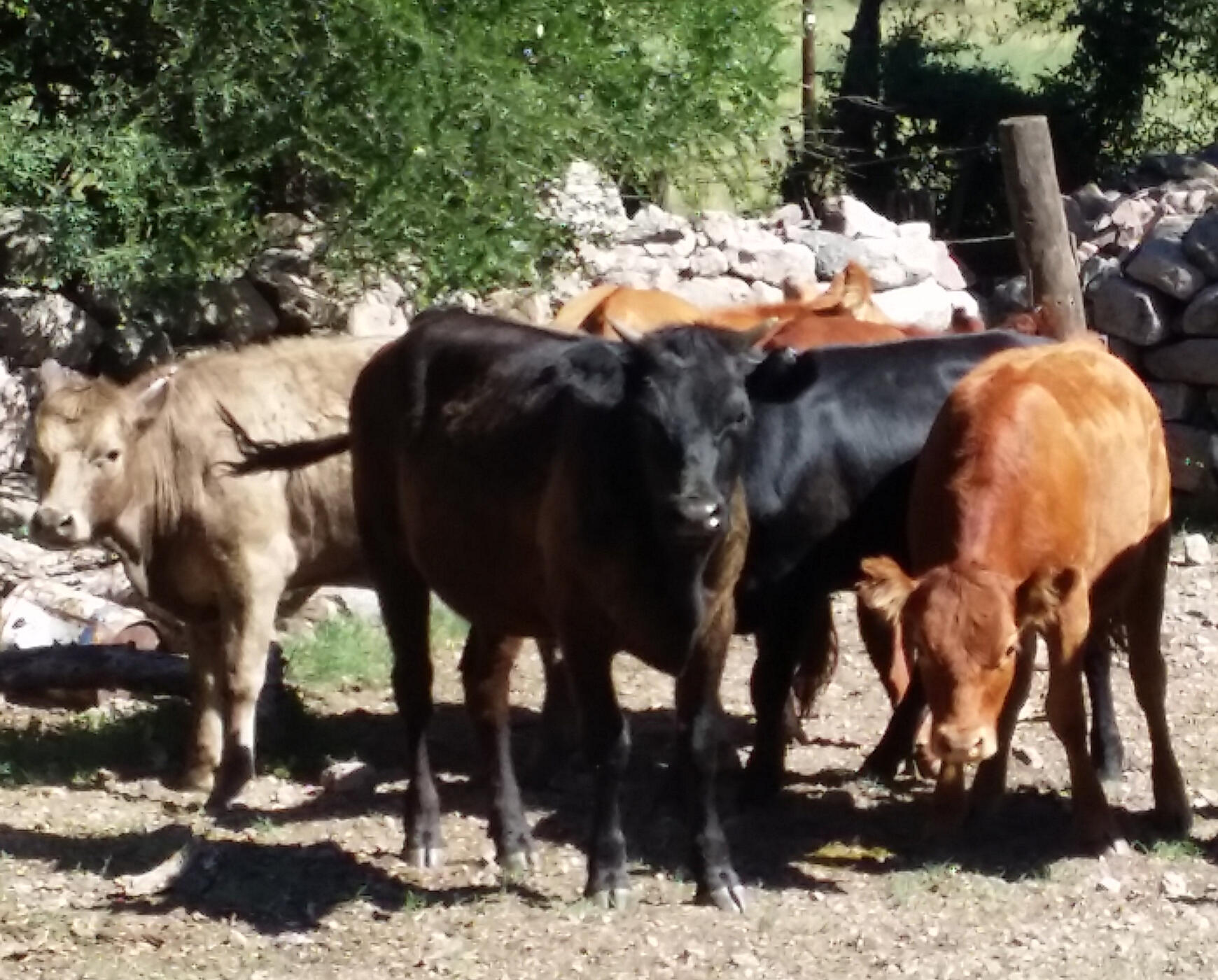 Cattle on farm